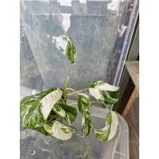 Monstera lechleriana (white variegated) 208 по 3500р