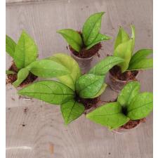hoya crassipetiolata splash S pot