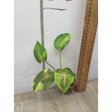 Caladium sp C-19