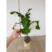 Microsorum ‘Sabud Chor’ (Special) 170