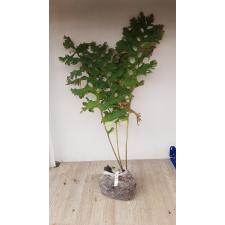 Дринария сп.(Т10) Пунсак Таиланд / Drynaria sp.(T10) ‘Poonsak’ Thailand