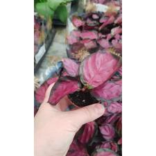 Calathea roseopicta 'Rosy' (P12)