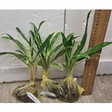 Аглаонема Байкао Нам Чок / Aglaonema Baikhao Nam Chok A-23