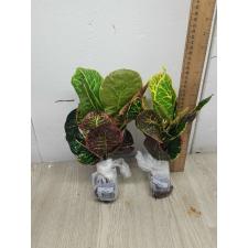 Codiaeum A4 Bangkok