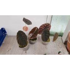 Alocasia Cuprea Red Secret молодые