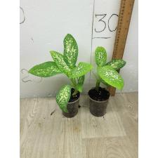 Dieffenbachia sp hybrid S  стакан