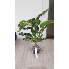 Codiaeum Ai Ya Rate 123