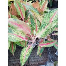 Aglaonema Kwak Nam Chok A-118 