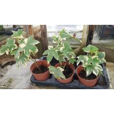 Fatshedera Li Pia Bont 450p