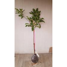 Manilkara achras (yellow leaf)(grafted) 147-2 по 4500р