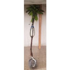 Mangifera indica 'Yay Glum'. 199