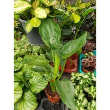 Alocasia Cucullata pot 12 cm 800р