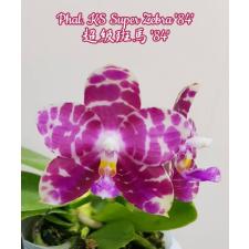 Phal. KS Super Zebra '84' 2.5" уценка 950р