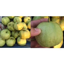 Psidium guajava 'Kimju' 275