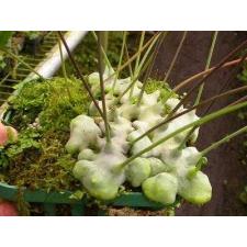 Леканоптерис депариоидес / Lecanopteris deparioides