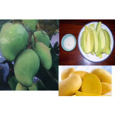 Mangifera indica 'Ratt' (grafted). 198