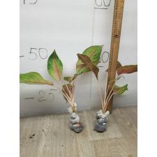 Aglaonema Tong full house A-45