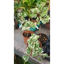 Ficus Triangularis 'sweetheart' 17cm pot