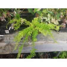 Nephrolepis exaltata 'Dassada' variegated.grey pot