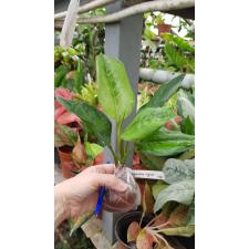 Aglaonema Reak Ngern 38/1