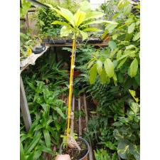 Barringtonia acutangula variegated