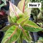 Aglaonema NEW7 sour sweet