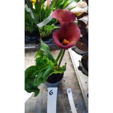 Zantedeschia 6