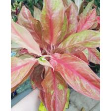 Aglaonema SP-14 Red Queen