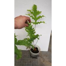 Phlebodium aureum var. undulatum.