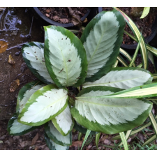 Calathea picturata 'Argentea'