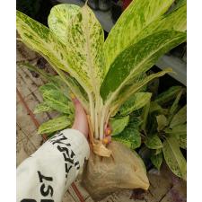 aglaonema sp gold L