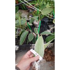 Hoya macrophylla variegata 152