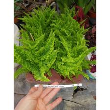Nephrolepis Exal. 'vitale' 12 cm pot