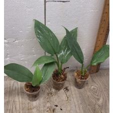 Philodendron Silver Queen (S)