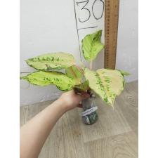 Aglaonema Lucky A-54