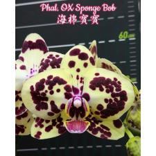 Фаленопсис Окс Губка Боб / Phal. OX Sponge Bob