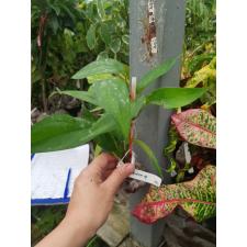Epipremnum sp.(T05)  (southern Thailand). 391