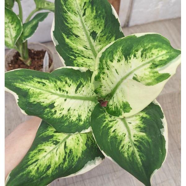 Аглаонема Сетхи руб мани (Диффенбахия) / Aglaonema Sethee rub money A-144 (Dieffenbachia)