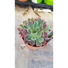 Echeveria sp 12cm pot