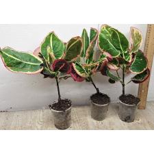 Кодиеум Чом пу та вип / Codiaeum A13 Chom poo tha weep