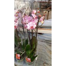 Phalaenopsis Magic Art