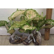 Аглаонема Уньямани Кремовая / Aglaonema Unyamanee Cream