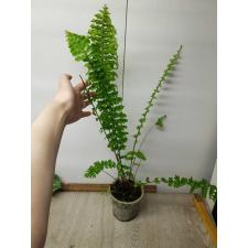 Nephrolepis falcata 'Shock Wave'.