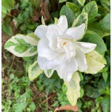 Gardenia angusta variegated 123 по 1600р