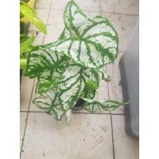 Caladium … 13 cm pot