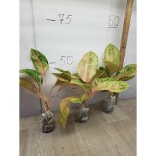 Aglaonema Tiger 3 colors A-81