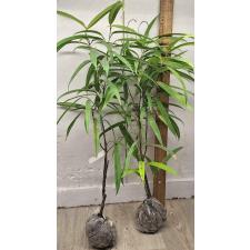 Фикус иррегуларис "Санспрей" / Ficus irregularis 'Sunspray'