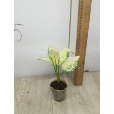 Aglaonema Super White A-40 pot