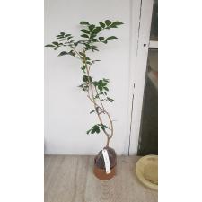 Murraya paniculata 'Himalayan' (flat leaf) 328 по 2200р