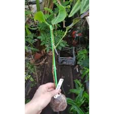 Codiaeum Paeng Puay уценка 650р